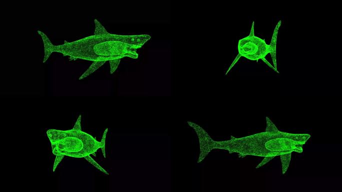3D白鲨在黑色bg上旋转。巨齿鲨是海洋中最凶猛的掠食者。野生动物概念。用于标题，文本，演示。由闪闪发