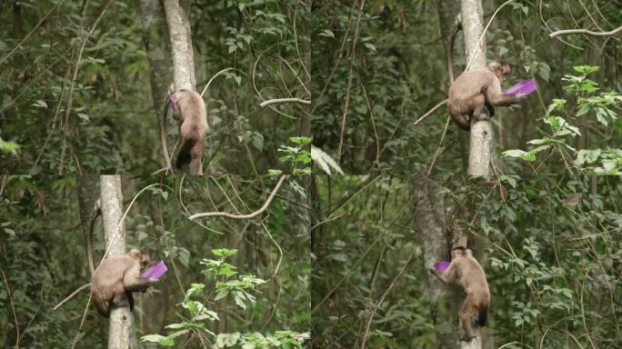 卷尾猴在树上吃塑料容器里的东西