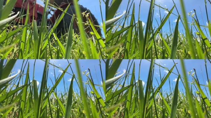 一只蜘蛛沿着一片草叶爬行，然后编织它的网，而一辆拖拉机正在牧场上行驶和修剪。隐藏的本质。再生农业效益