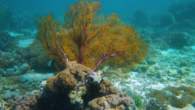 色彩斑斓的海珊瑚光影光晕海底世界空镜