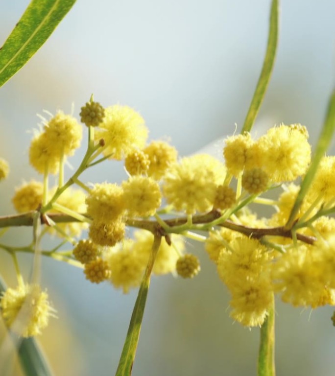 含羞草的小枝上开着毛茸茸的黄花，在蓝天的映衬下摇曳。特写垂直视频。