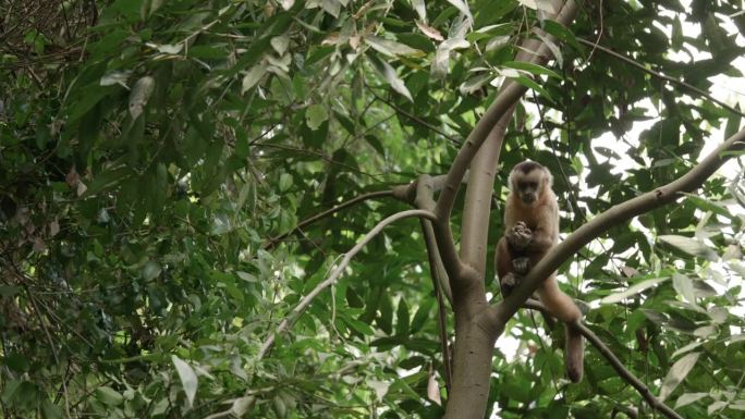 卷尾猴在树上走来走去吃东西