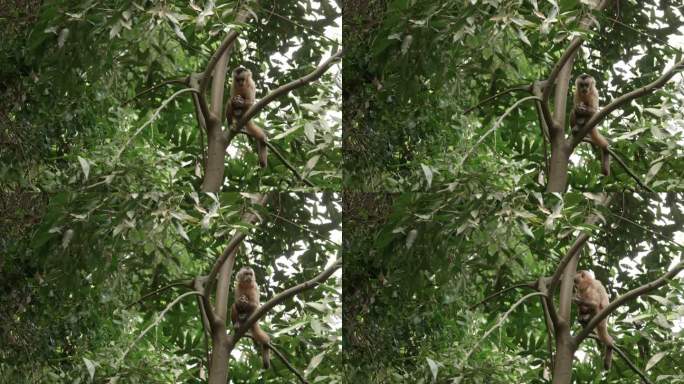 卷尾猴在树上走来走去吃东西