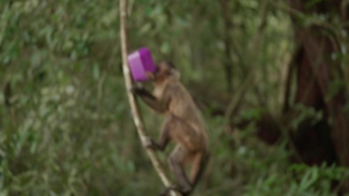 卷尾猴拿着紫色塑料盒跑了