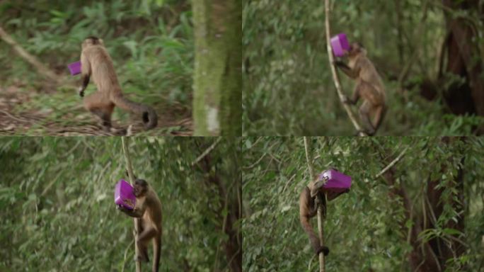 卷尾猴拿着紫色塑料盒跑了
