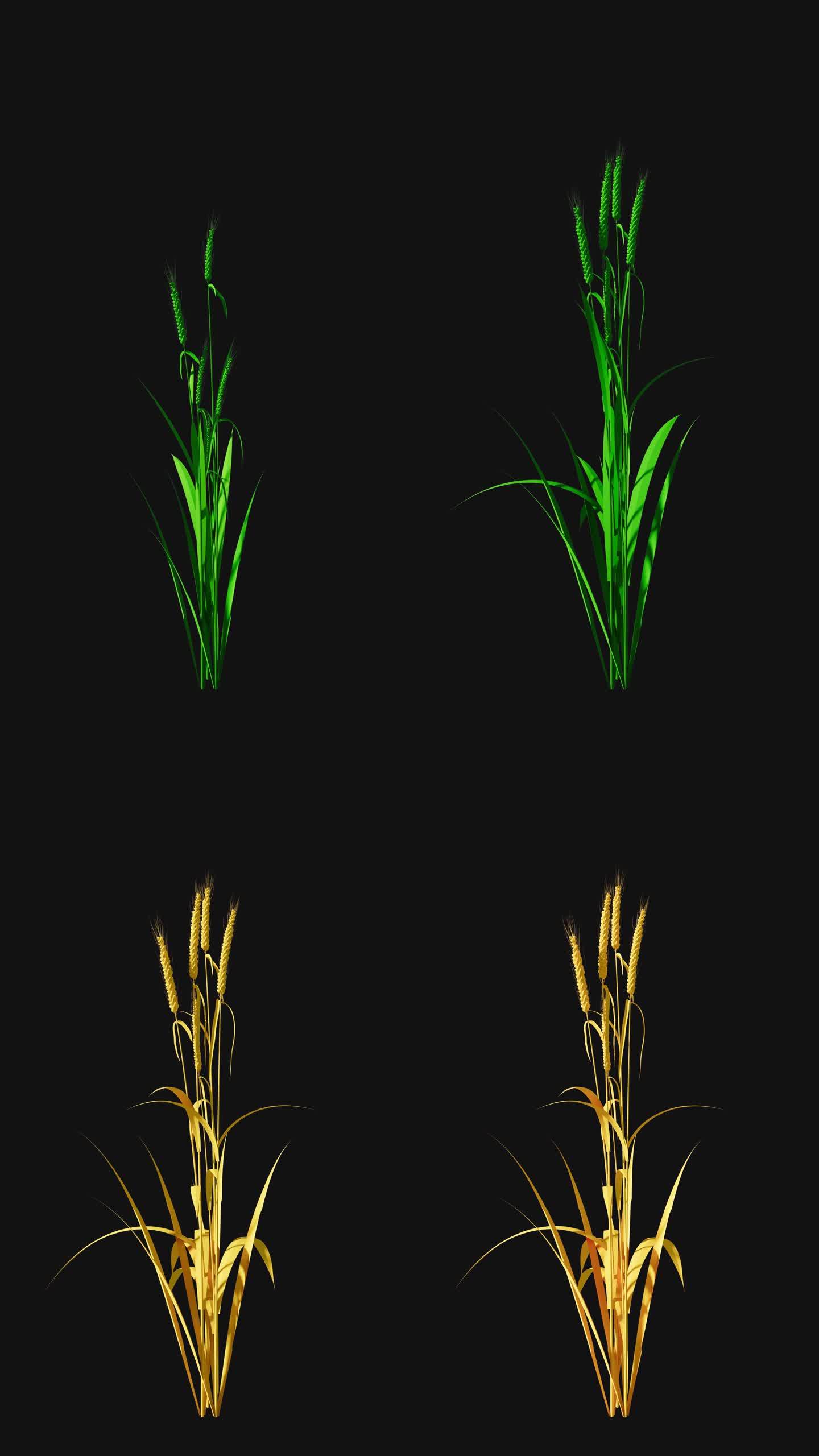 高精度小麦一粟 生长