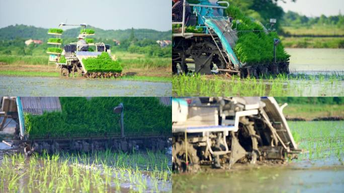 振兴农业农民播种插秧机机械插秧稻田1