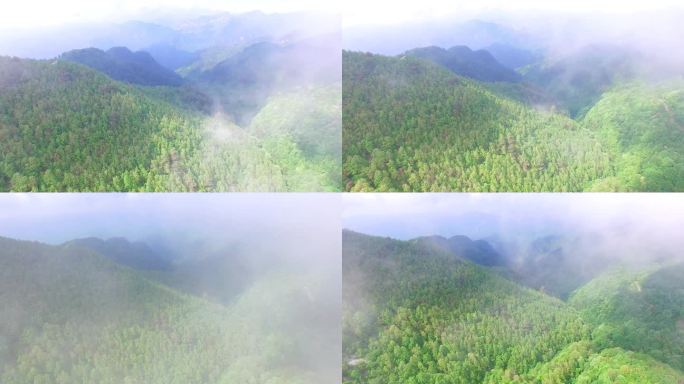 无人机在森林的云层中飞行