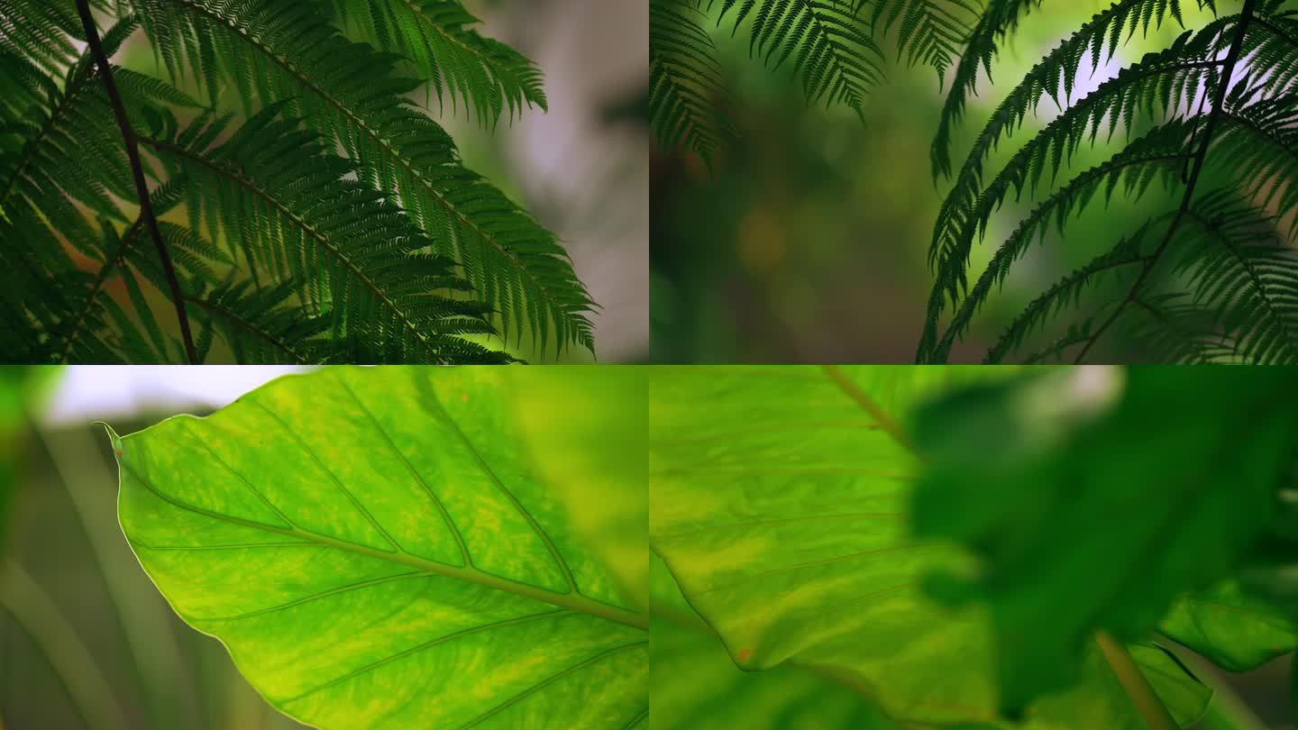 各种雨林植物叶子