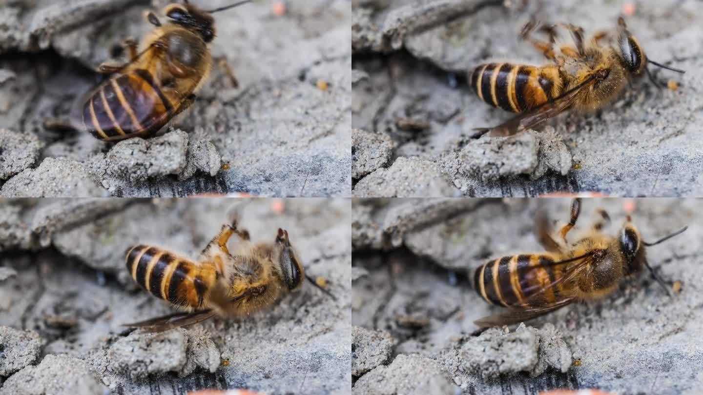 蜜蜂辛苦得要死一只蜜蜂视频素材