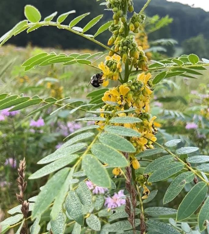 野生番泻草上的蜜蜂