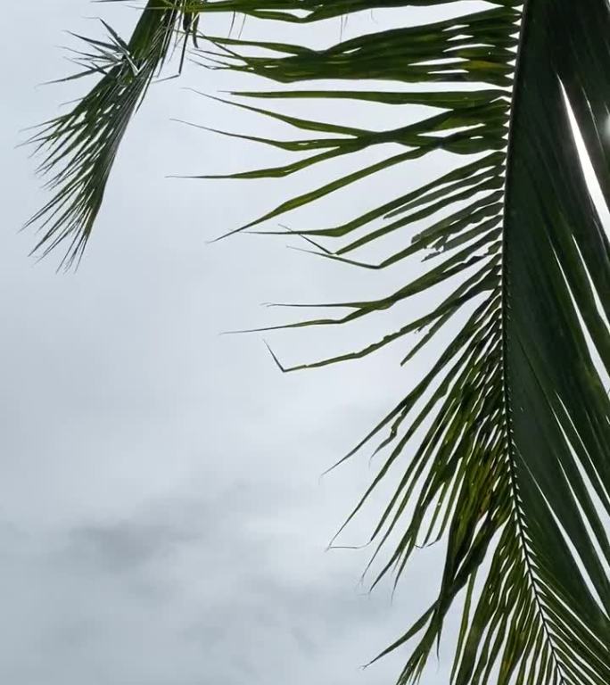椰叶在强风中摇曳。