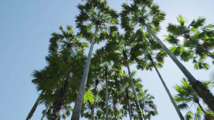 椰子树 云南 热带植物园