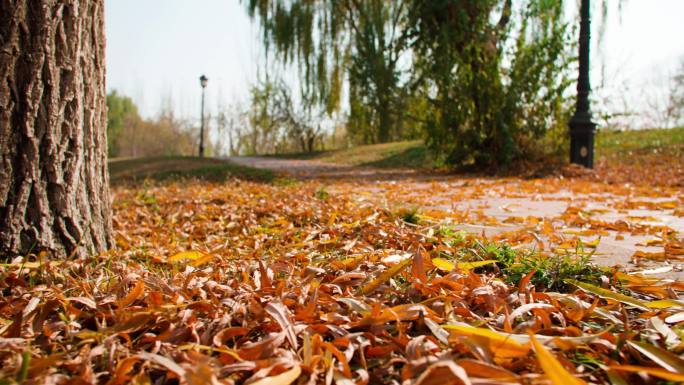 秋天城市公园-树叶落下-落叶