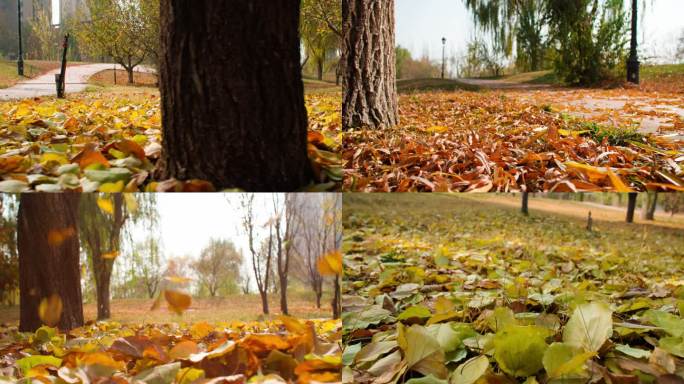 秋天城市公园-树叶落下-落叶