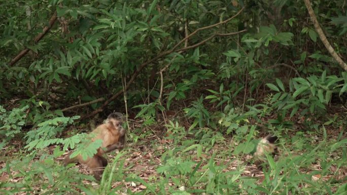 卷尾猴在森林地面上