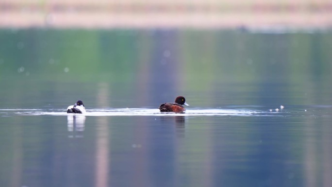 一群鸟的簇绒鸭游泳在湖股票视频