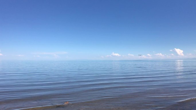 平静的海浪海鸥飞过