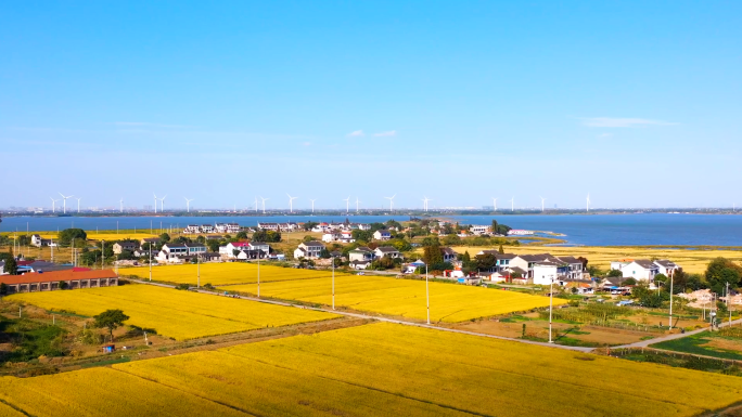 【4k原创】秋天丰收金黄稻田航拍延时