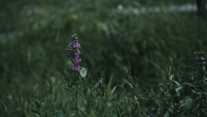 蝴蝶 花丛 蝴蝶飞舞 慢镜头