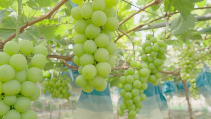葡萄葡萄园绿葡萄进口葡萄