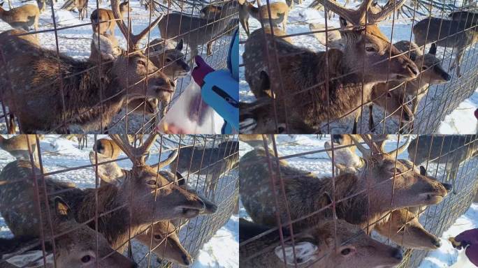 女志愿者在围栏后喂鹿。冬天帮助、照顾、喂养动物