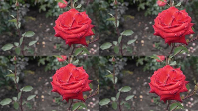 开放的红玫瑰花特写。