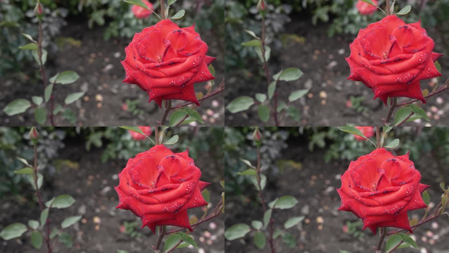 开放的红玫瑰花特写。
