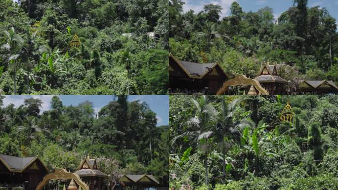 孔雀放飞 云南原始森林公园  孔雀