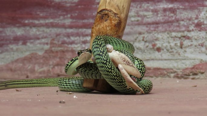 金树蛇