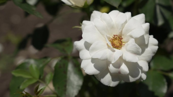 绿色背景上美丽的白玫瑰花蕾。