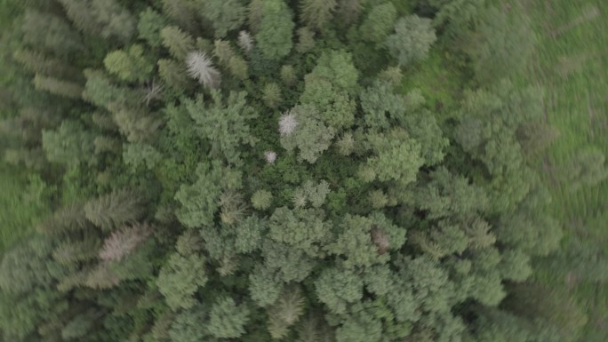 夏季森林的真实画面