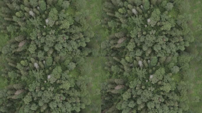 夏季森林的真实画面