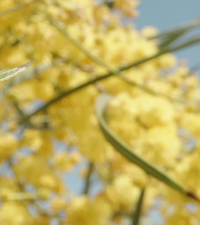 镜头穿过黄色含羞草的枝干，多莉微距拍摄。垂直视频。