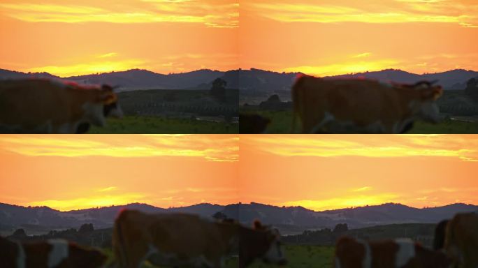 夕阳下的草原牛群走过