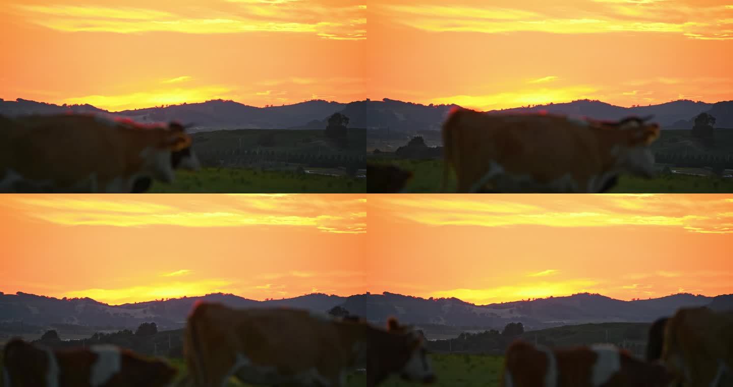 夕阳下的草原牛群走过