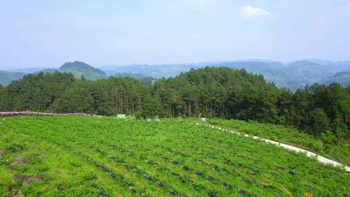 桃园基地航拍