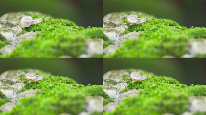 蜗牛一只在绿叶上爬行的蜗牛生态绿色