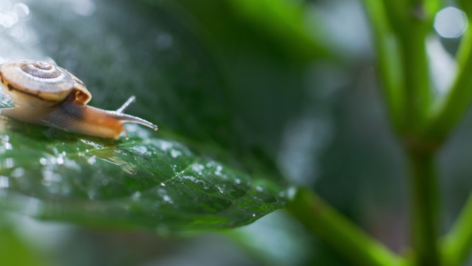 蜗牛一只在绿叶上爬行的蜗牛生态绿色