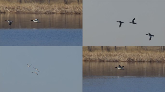 湿地野鸭起飞降落升格素材