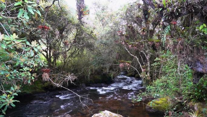 长在厄瓜多尔Cajas国家公园的高海拔森林中，也被称为纸树，因为它们的树皮薄，是安第斯山脉中高海拔地