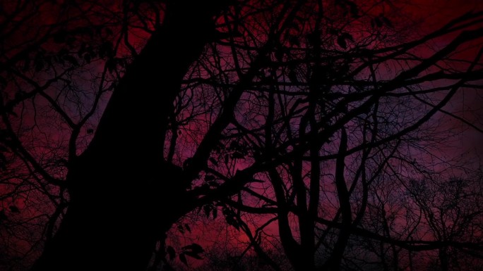 黑暗的树木和可怕的红色天空与闪电