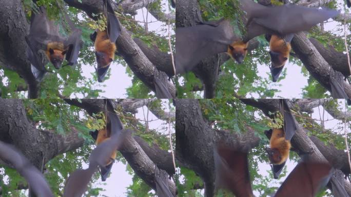 树上的蝙蝠