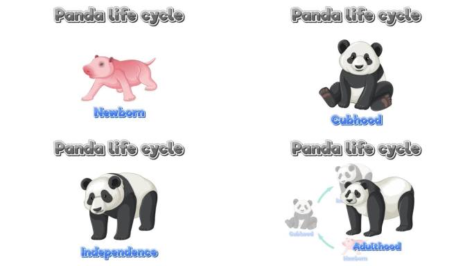 熊猫生命周期动画