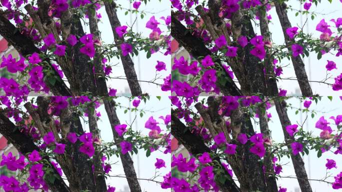 三角梅花朵花卉植物空镜头