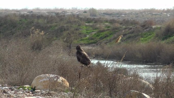 在贫瘠的平原上，一只猛禽栖息在河边的一个小丘上