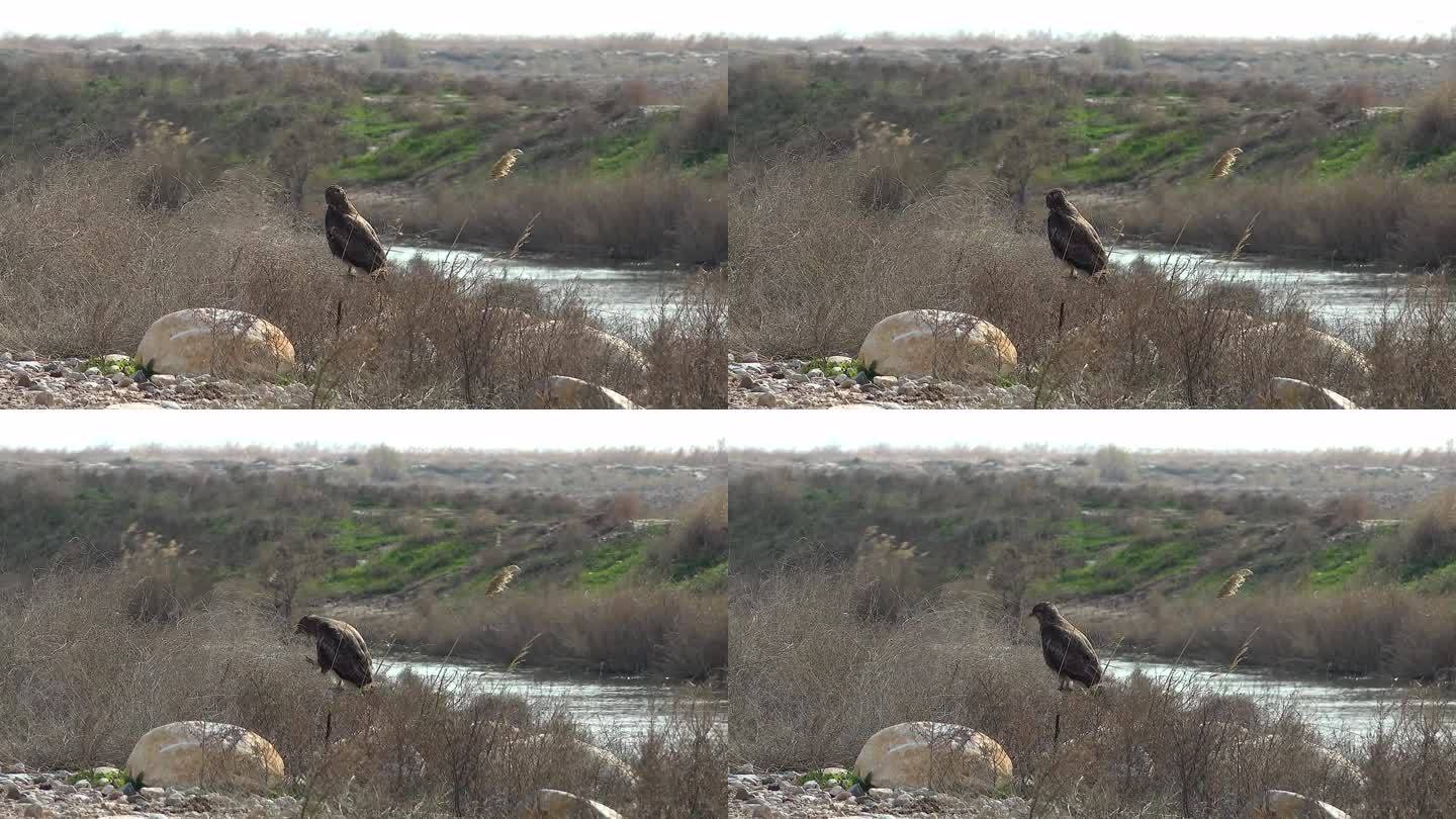 在贫瘠的平原上，一只猛禽栖息在河边的一个小丘上