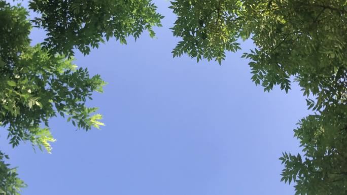 树杈 绿叶 蓝天 背景