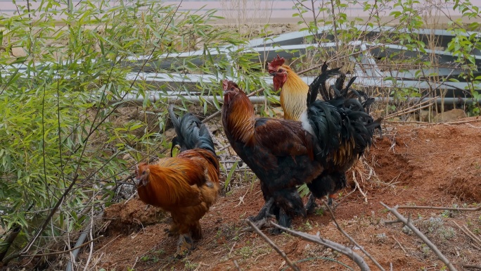 乡村振兴农业养植养鸡场云南武定壮鸡种鸡