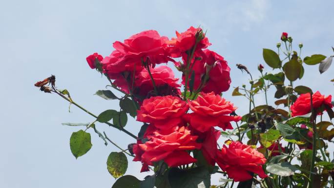 公园月季花花卉唯美风景植物花草空镜